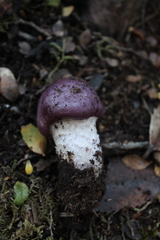 Cortinarius lebre