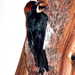 Pacific Acorn Woodpecker - Photo Michael Romanov, no known copyright restrictions (public domain)