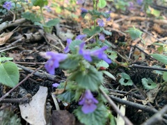 Glechoma hederacea
