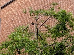 Passeriformes
