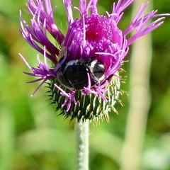 Trichiotinus texanus