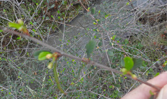 Cercocarpus betuloides betuloides