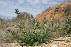 Anchusa leptophylla
