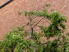 Passeriformes