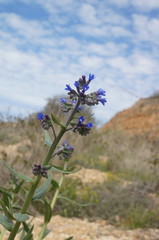 Anchusa leptophylla