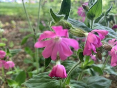 Silene dioica