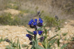 Anchusa leptophylla