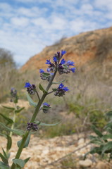 Anchusa leptophylla