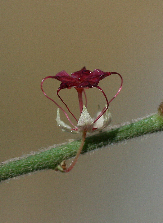 Ayenia