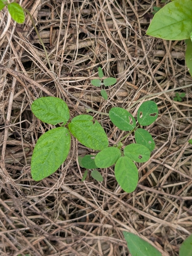 Wild Soybean