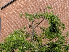 Passeriformes