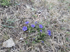 Gentiana dshimilensis