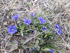 Gentiana dshimilensis