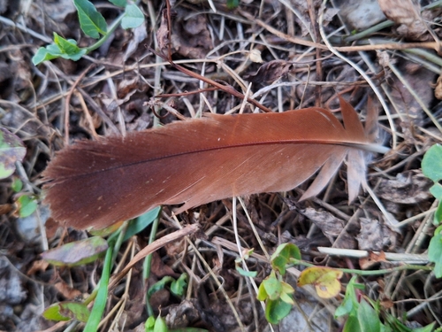 Plume de Perdrix grise