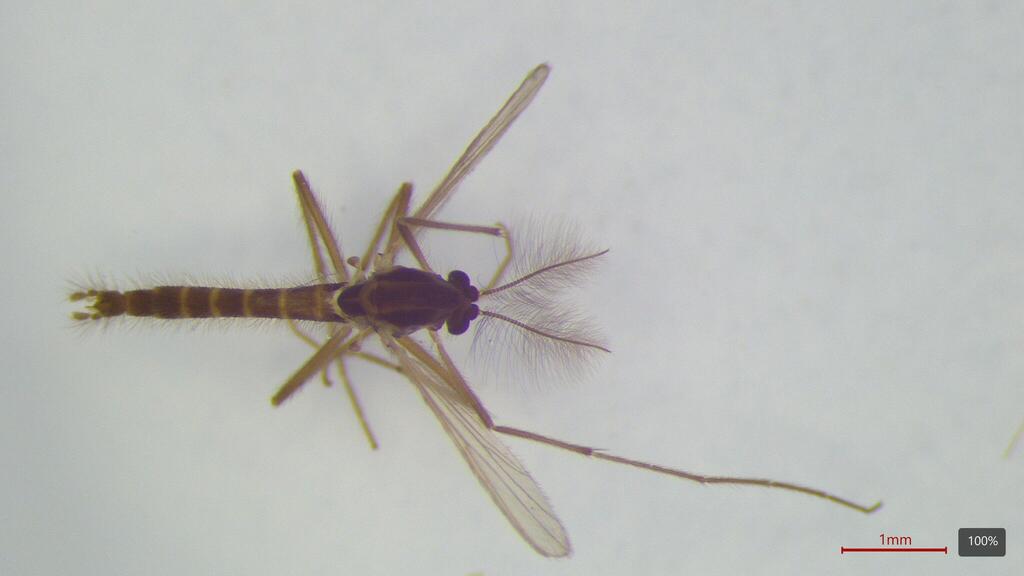 Polypedilum sordens