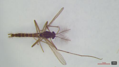 Polypedilum sordens