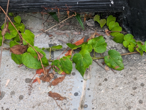 Japanese creeper