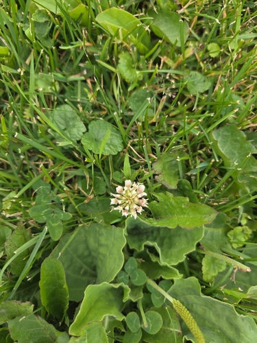 white clover
