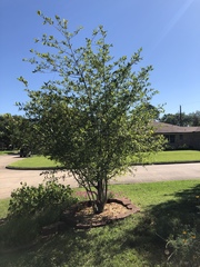 Crataegus aestivalis