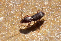 Stenomorphus