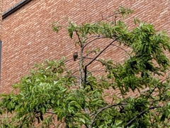 Passeriformes