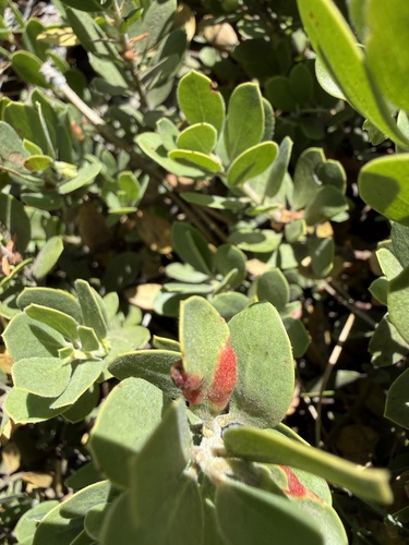 iNaturalist observation photo of Manzanita Leafgall Aphid