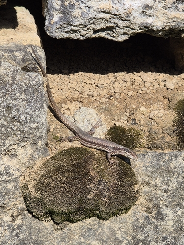 Common Wall Lizard
