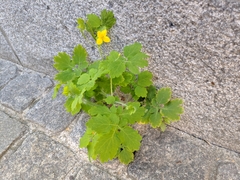 Chelidonium majus