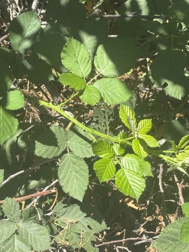 Armenian Blackberry seen in Sonoma Valley