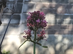 Centranthus ruber