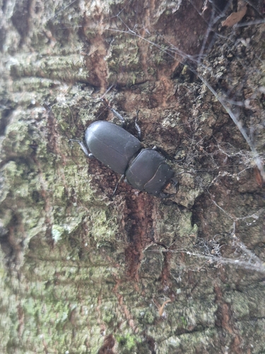 Lesser Stag Beetle