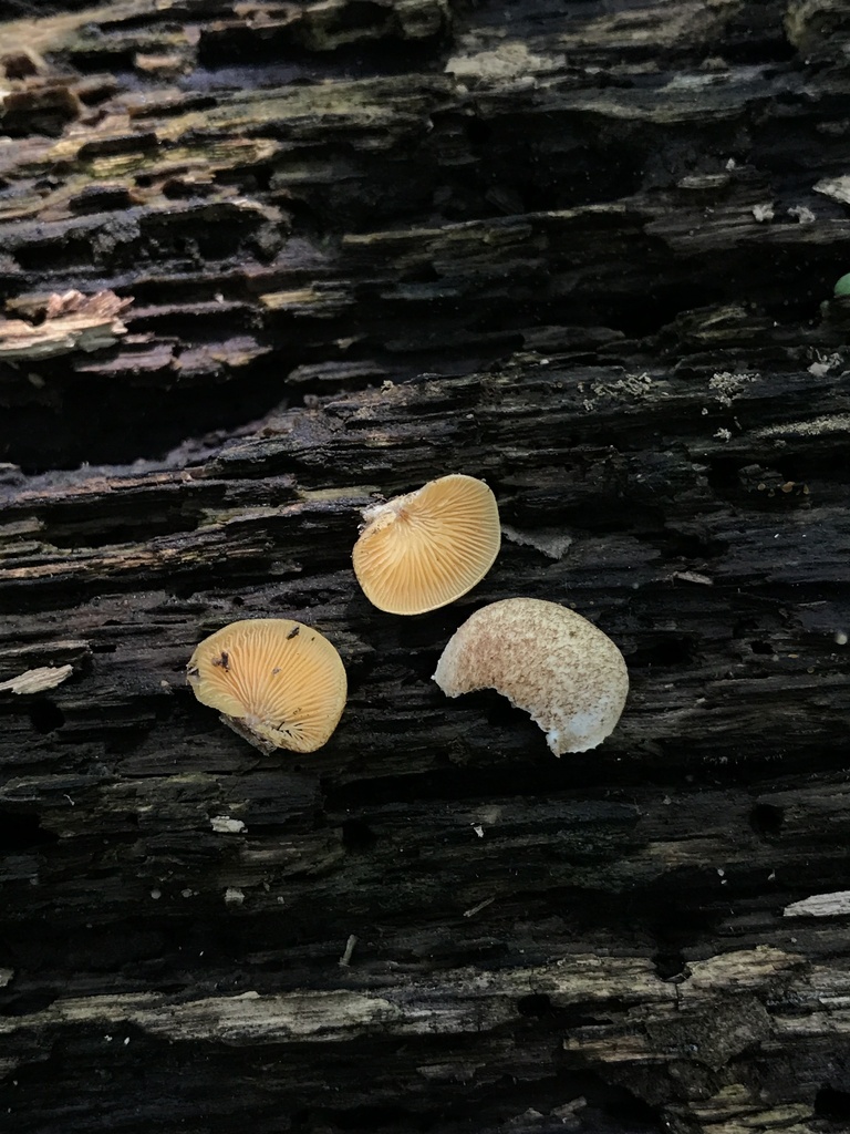 Saffron Crep · July 2026 · photo: Photo: (c) Matthew Rozanoff, some rights reserved (CC BY) · iNaturalist