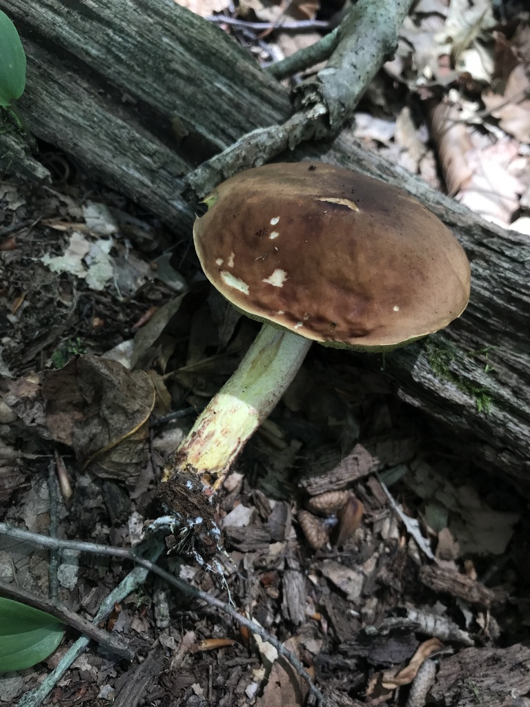 Ashtray Bolete
