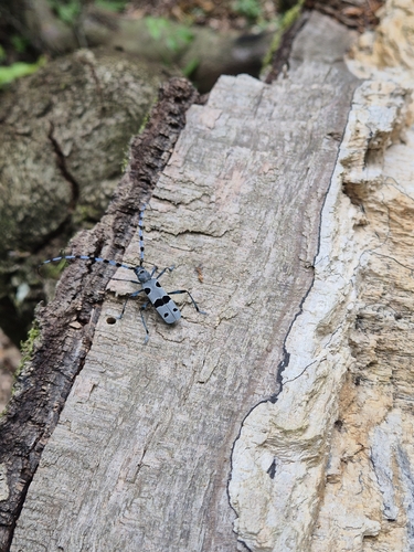 Alpine longhorn Rosalia