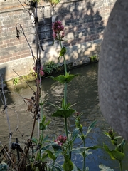Centranthus ruber