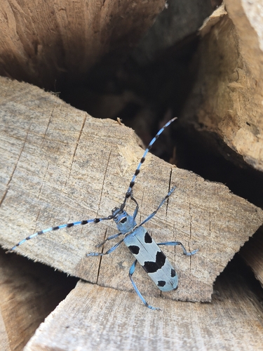 Alpine longhorn Rosalia