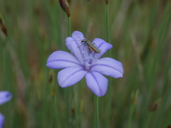Oedemera lurida