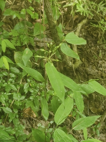 Olyra latifolia, photograph 3