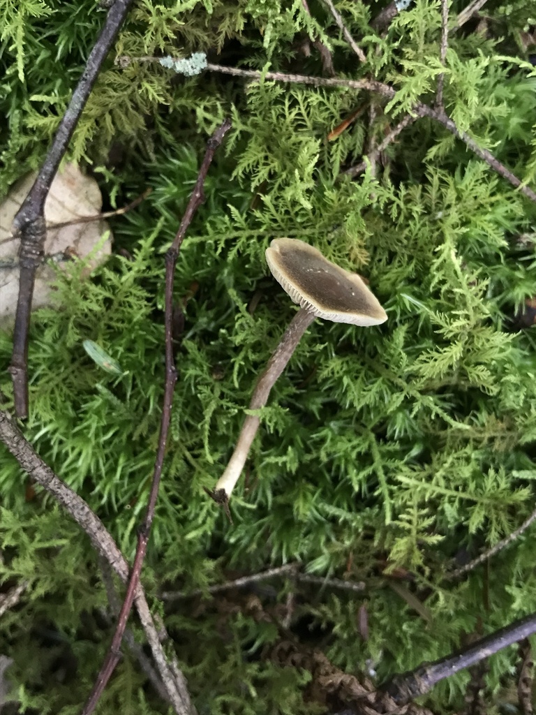 Tubaria-like Fiberhead · July 2026 · photo: Photo: (c) Matthew Rozanoff, some rights reserved (CC BY) · iNaturalist