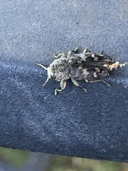 Chrysobothris femorata