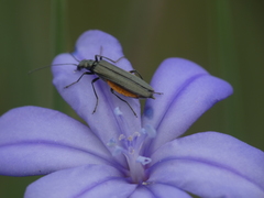 Oedemera lurida