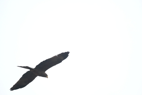 Yellow-billed Kite