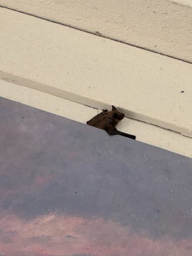 California Myotis