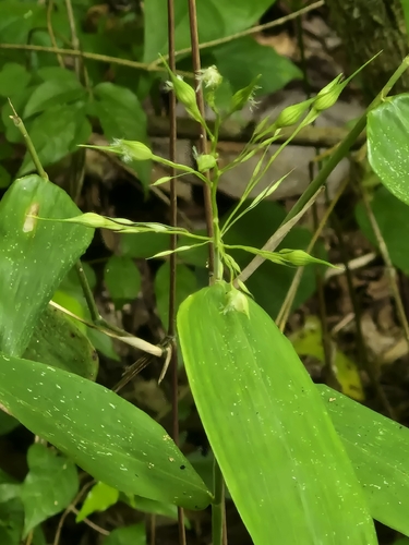 Olyra latifolia, photograph 4