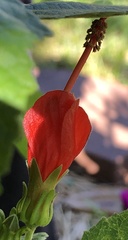 Malvaviscus arboreus