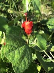 Malvaviscus arboreus