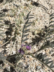 Astragalus prorifer