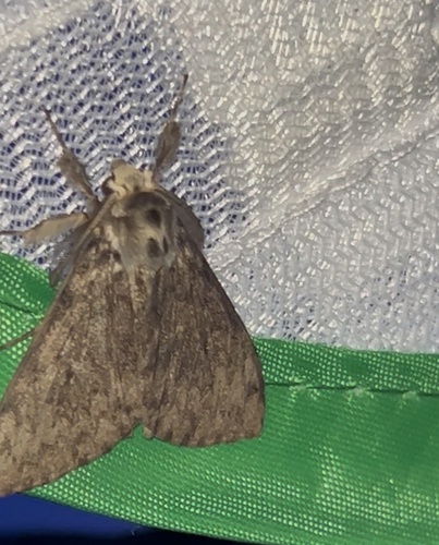 Black Arches