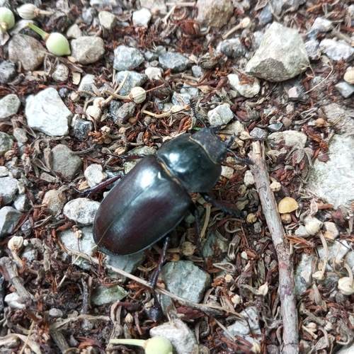 European Stag Beetle