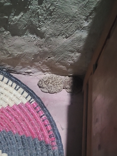 Mauritanian Toad